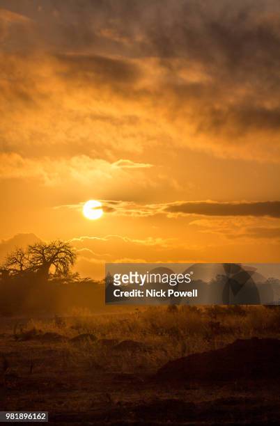 africa sunset - selous game reserve - selous game reserve stockfoto's en -beelden