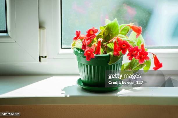 blooming kohleria plant in a green pot on a sunny window sill - pot plant stock pictures, royalty-free photos & images