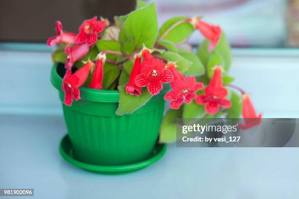 blooming kohleria plant in a green pot - pot plant stock pictures, royalty-free photos & images