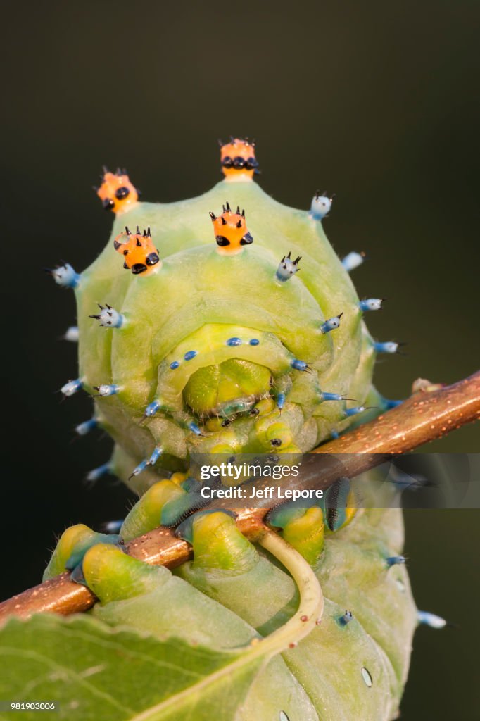 Cecropia Moth caterpillar in 5th instar on Wild Cherry.