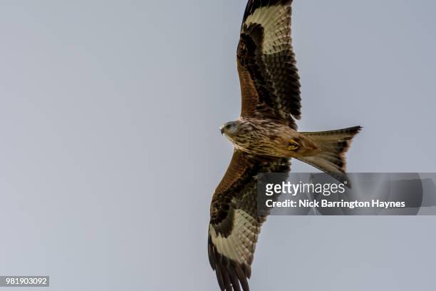 soaring kite - nick haynes stock pictures, royalty-free photos & images