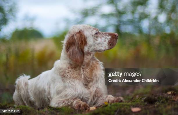 english setter on hunting - setter stock pictures, royalty-free photos & images