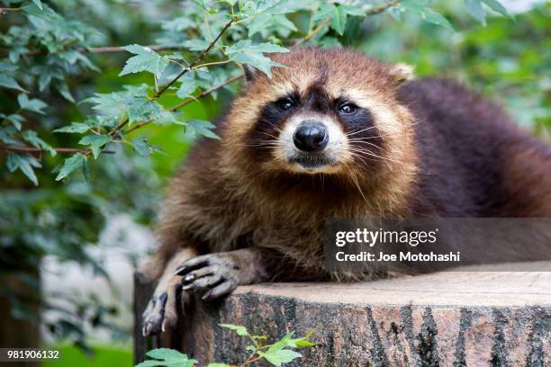 Flying Racoon Asia Japanese Raccoon Photos and Premium High Res Pictures - Getty Images