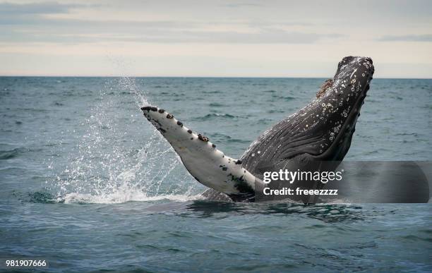 get ready! - whale foto e immagini stock