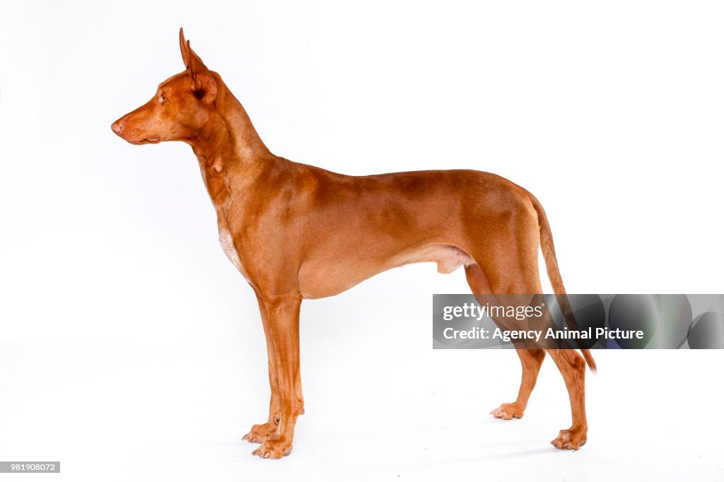 Pharaoh Hound