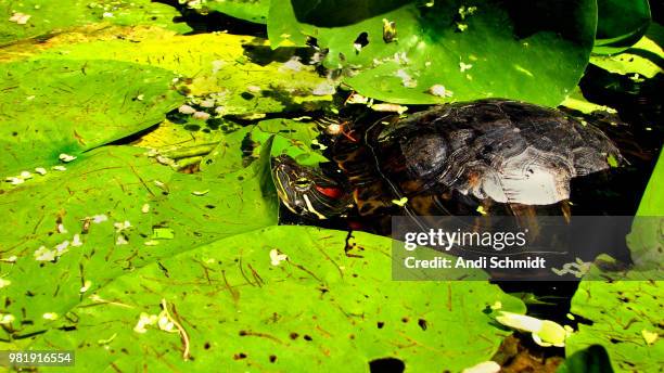 Turtle Schmidt 24 Andi Schmidt Stock Photos, High-Res Pictures, and Images - Getty Images
