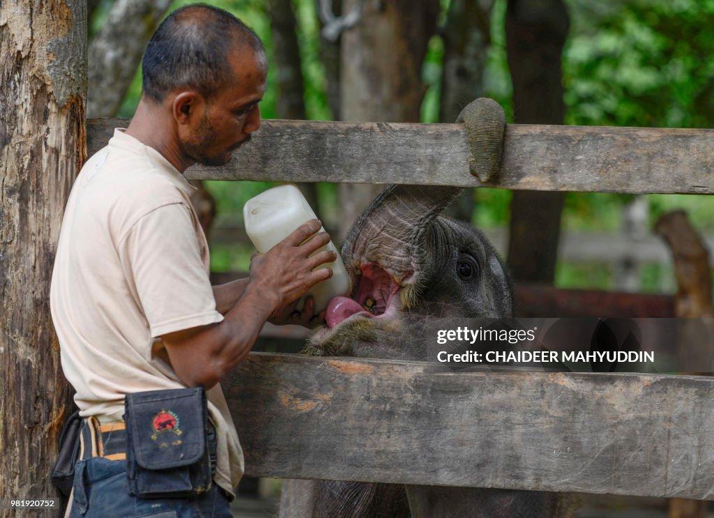 INDONESIA-ANIMAL-CONSERVATION-ELEPHANT