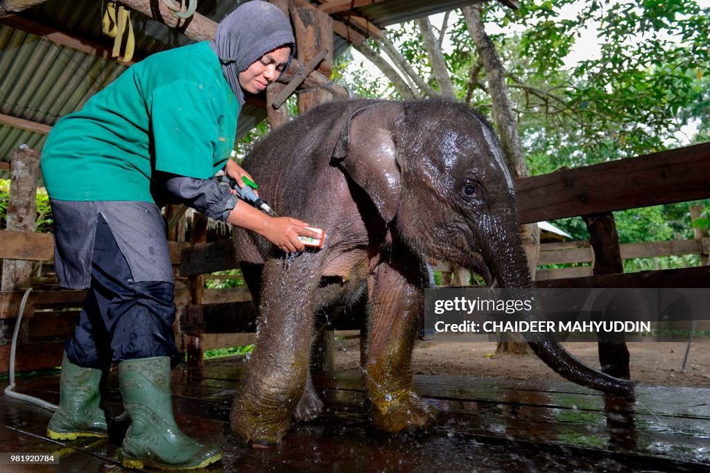 INDONESIA-ANIMAL-CONSERVATION-ELEPHANT