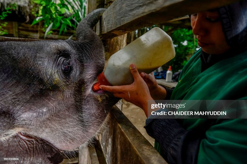 TOPSHOT-INDONESIA-ANIMAL-CONSERVATION-ELEPHANT