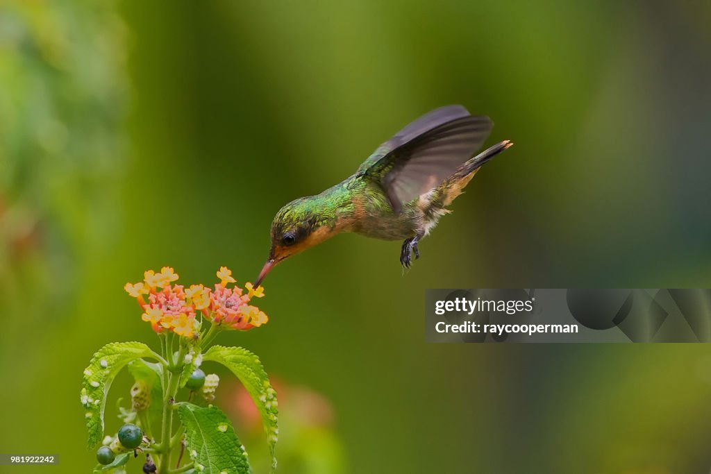 Tufted Coquett