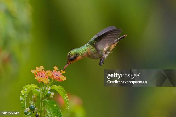 Tufted Coquett High-Res Stock Photo