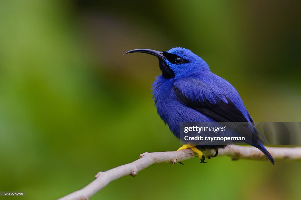 Purple Honey Creeper