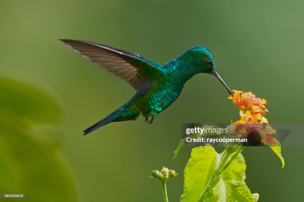 Blue Chinned Sapphire Hummingbird