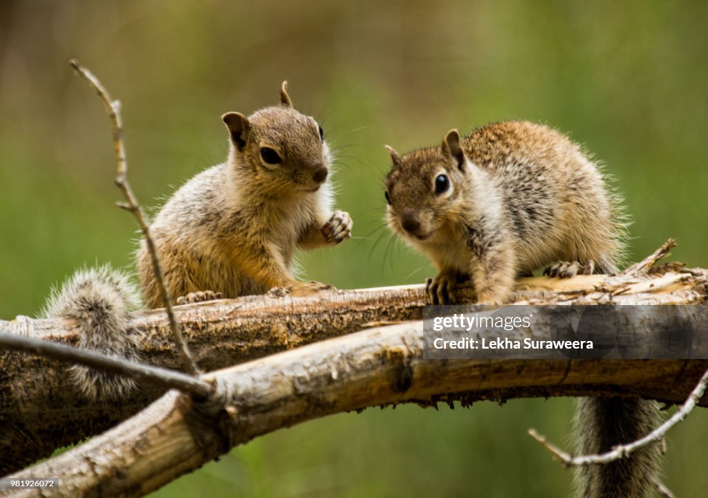 Chipmunks