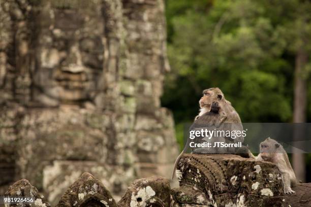 monkey kingdom - angkor wat stock pictures, royalty-free photos & images