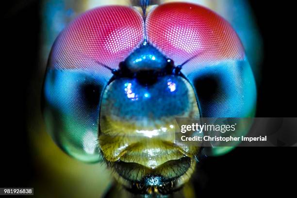 diy macro shot - dragonfly stock pictures, royalty-free photos & images