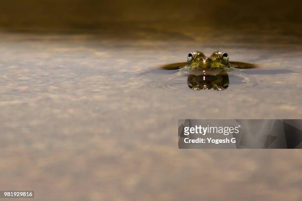 froggy... - froggy stock pictures, royalty-free photos & images
