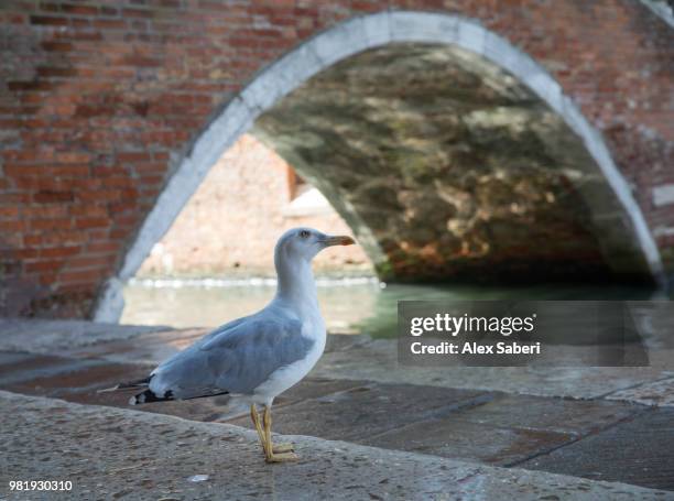 venice, italy. - alex saberi fotografías e imágenes de stock