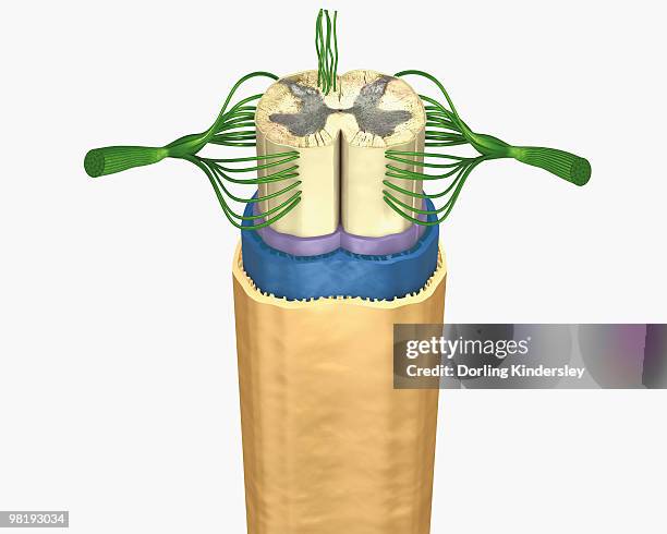 cross section digital illustration of spinal cord and nerves - sensory nerve fibers stock illustrations