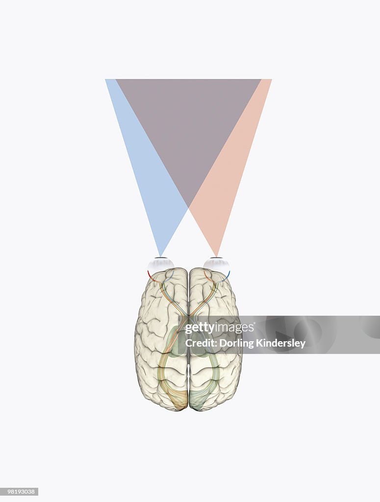 Digital illustration of human brain and information from left side of visual cortex receiving information from right visual field
