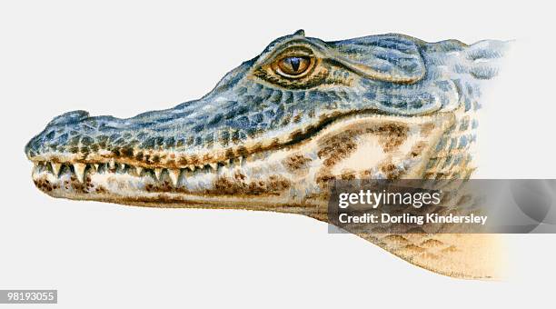 illustration of spectacled caiman (caiman crocodilus), profile - caiman stock illustrations