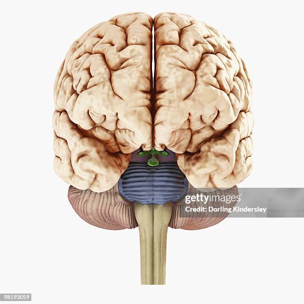 ilustrações de stock, clip art, desenhos animados e ícones de digital illustration of showing front view of human brain - brain stem