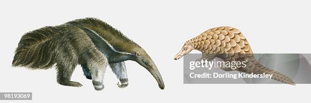 ilustraciones, imágenes clip art, dibujos animados e iconos de stock de illustration of giant anteater (myrmecophaga tridactyla), and indian pangolin (manis crassicaudata) - oso hormiguero gigante