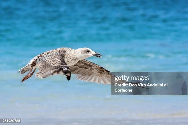 gaviota al vuelo - vito corleone bildbanksfoton och bilder