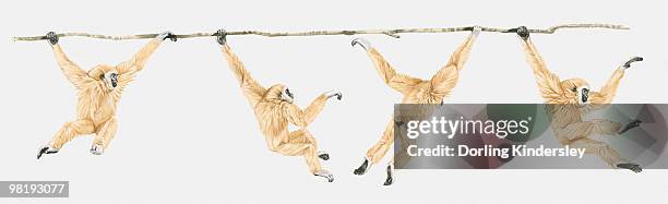 bildbanksillustrationer, clip art samt tecknat material och ikoner med sequence of illustrations showing lar gibbon or white-handed gibbon (hylobates lar) swinging on vine - gibbon människoapa