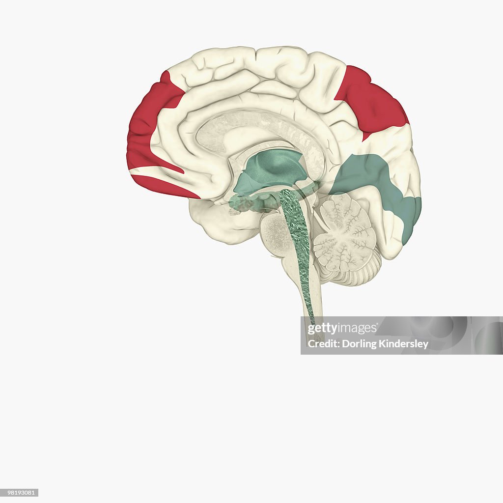 Digital illustration of areas of activity during REM sleep in human brain highlighted in red and green