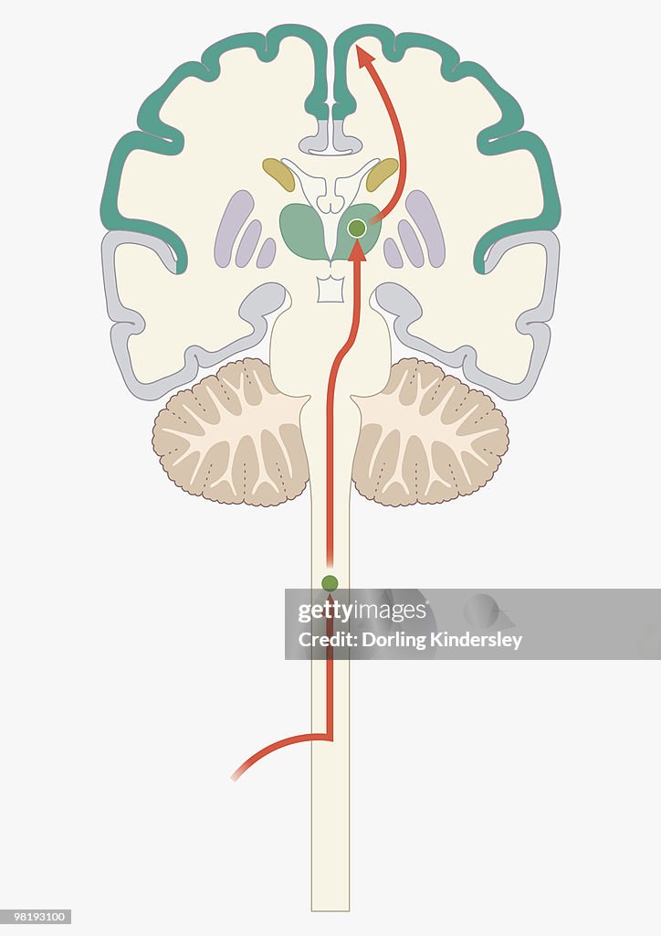 Digital illustration of signal travelling from spinal cord through brain stem, connecting nerve fibre with third-order neuron in thalamus to somatosensory cortex