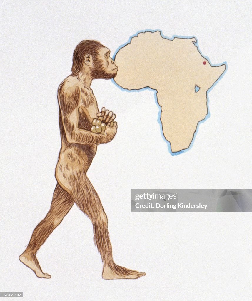 Illustration Of Australopithecus Afarensis And Map Of Africa
