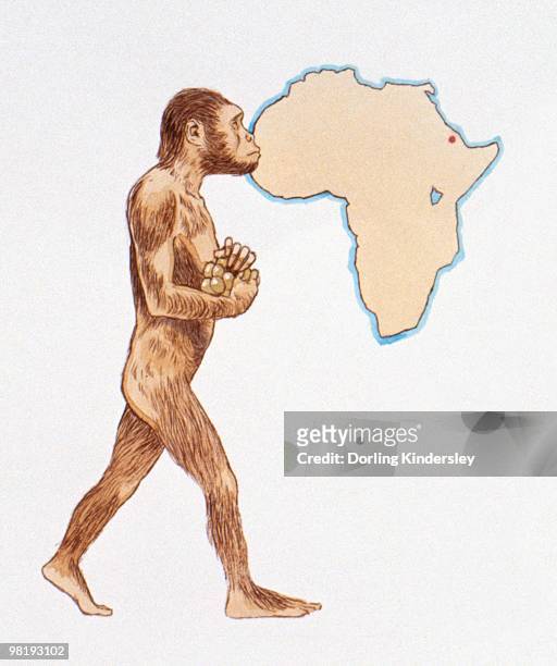  Ilustraciones de Australopithecus