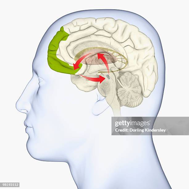 digital illustration of anterior part of prefrontal cortex highlighted in green, and direction of dopamine flow in human brain - frontal lobe stock illustrations