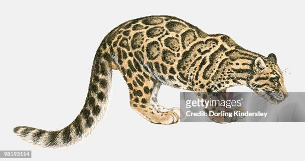 illustration of clouded leopard (neofelis nebulosa), standing - clouded leopard stock-grafiken, -clipart, -cartoons und -symbole
