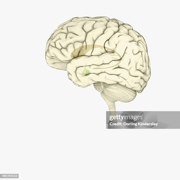 digital illustration of striatum and amygdala highlighted in human brain - amygdala stock illustrations