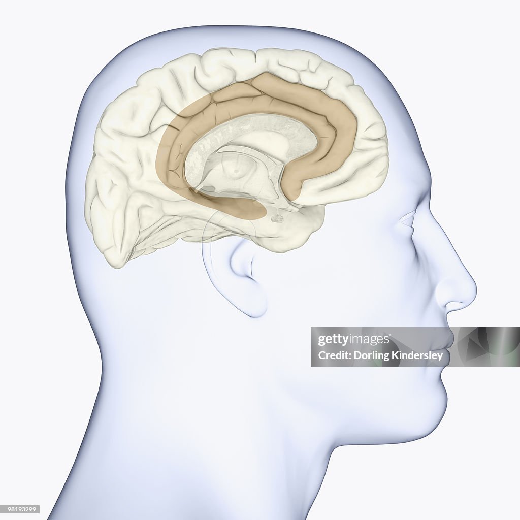 Digital illustration of head in profile showing limbic lobe in human brain