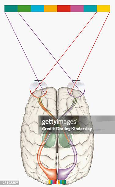 illustrations, cliparts, dessins animés et icônes de digital illustration of human brain and mapping of visual field onto retina matching arrangement of data on surface of visual cortex - cortex visuel