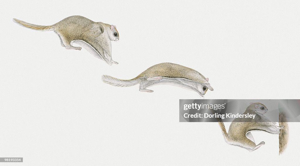 Sequence of illustrations of Sugar Glider (Petaurus breviceps) gliding through air and landing on tree trunk