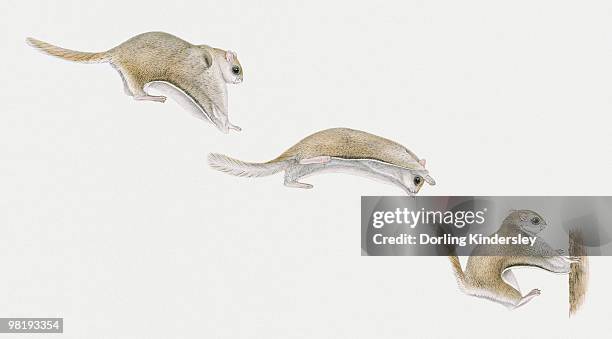 sequence of illustrations of sugar glider (petaurus breviceps) gliding through air and landing on tree trunk - sugar glider stock illustrations