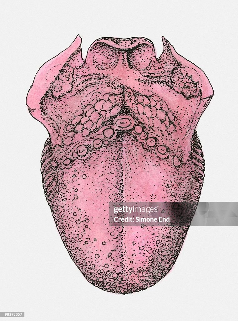 Structure of human tongue
