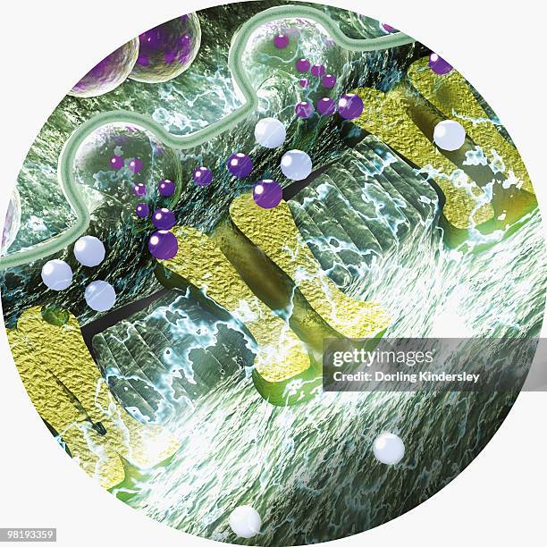 digital illustration of synaptic vesicles merging with membrane, releasing neurotransmitter molecules across synaptic cleft - synapsenspalt stock-grafiken, -clipart, -cartoons und -symbole