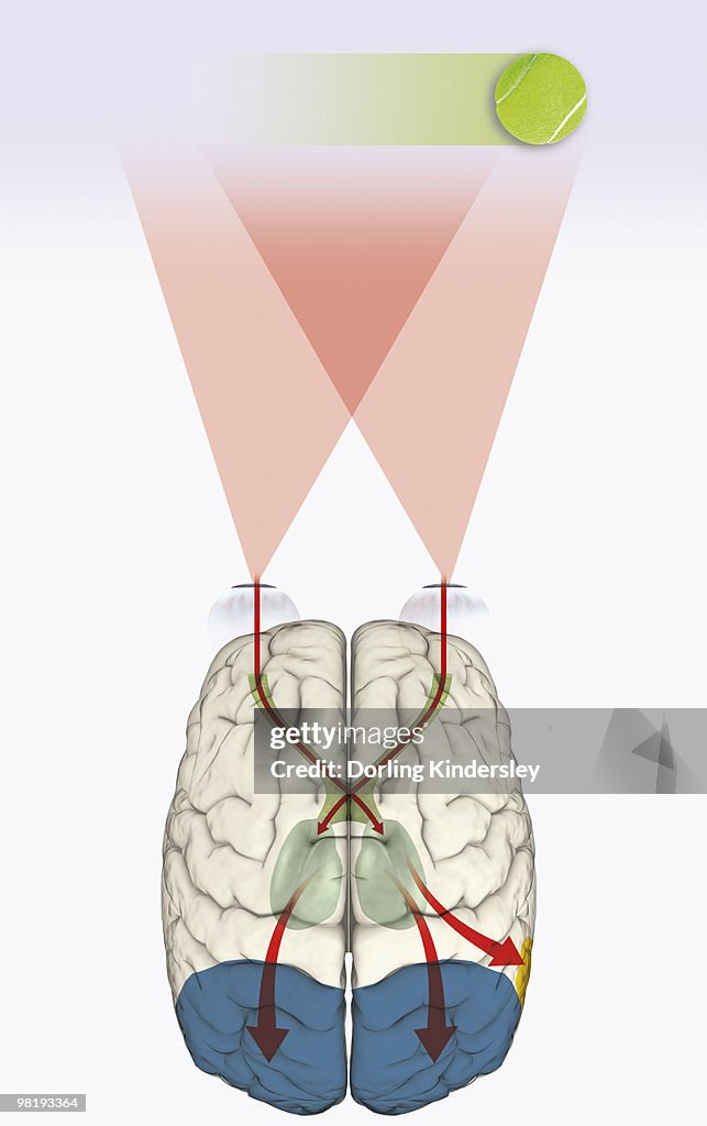 Digital illustration of how human brain uses blindsight to visualize moving tennis ball