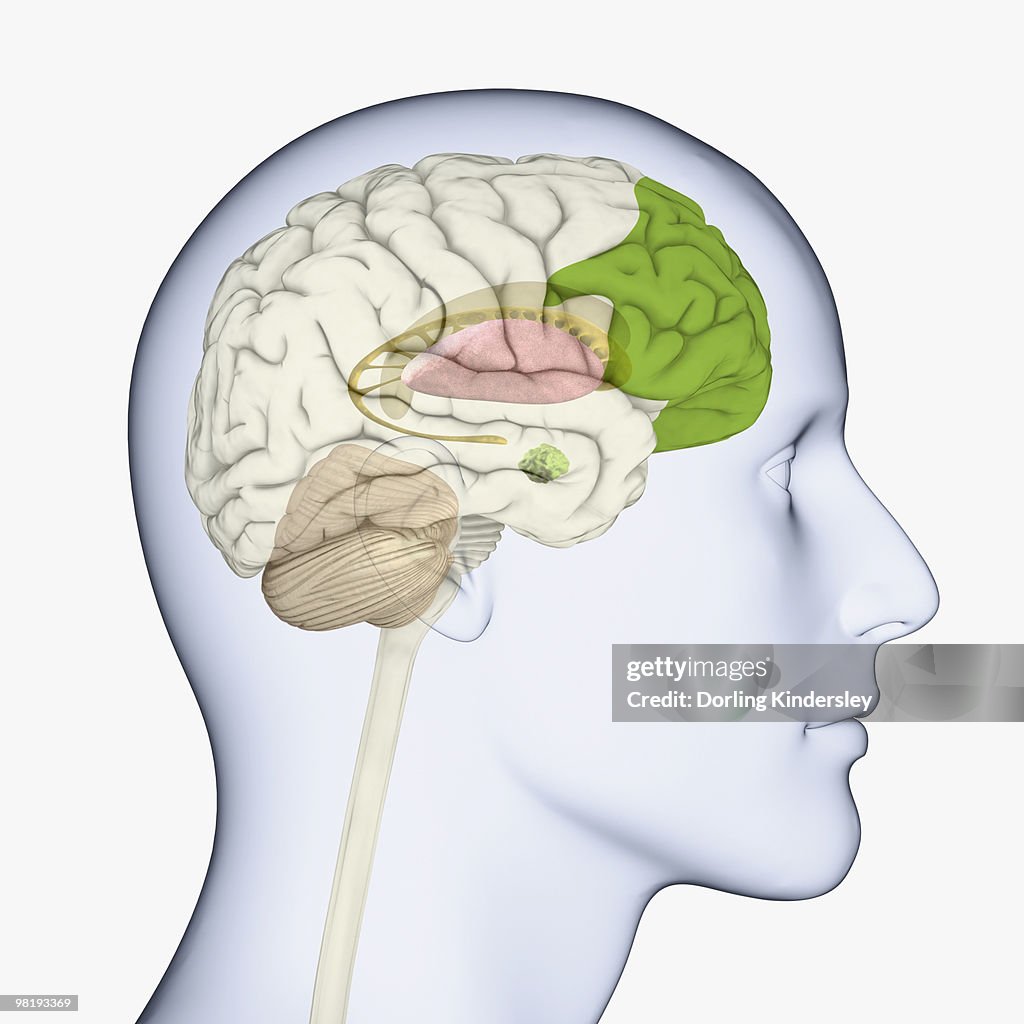 Digital illustration of head in profile showing brain of mid adult man with fully developed prefrontal cortex