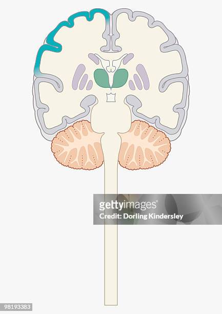 ilustrações de stock, clip art, desenhos animados e ícones de cross section digital illustration of brain highlighting cerebral cortex, thalamus, and brain stem - brain stem