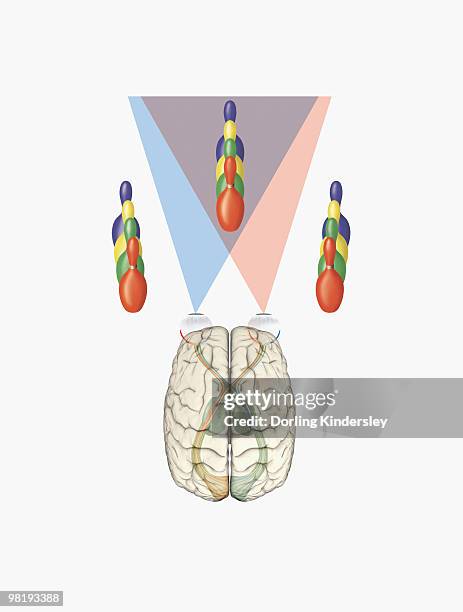 digital illustration of human brain with differing views provided by each eye producing three dimensional vision - 視覚中枢点のイラスト素材／クリップアート素材／マンガ素材／アイコン素材