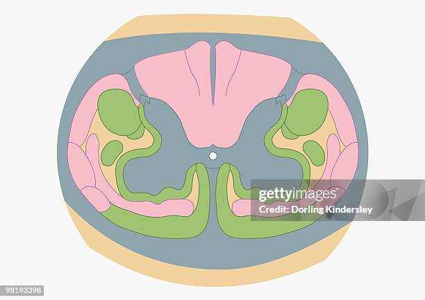 cross section digital illustration of spinal nerve fibres and convey motor signals highlighted in pink and green - motor neuron stock-grafiken, -clipart, -cartoons und -symbole