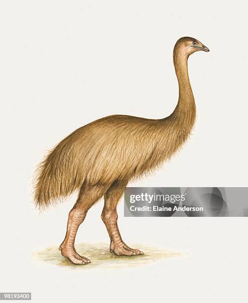 illustrations, cliparts, dessins animés et icônes de illustration of flightless moa bird - animal disparu