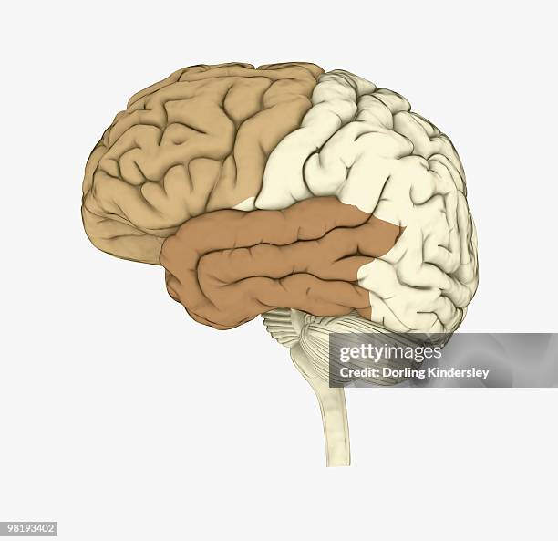 digital illustration of human brain highlighting frontal and temporal lobes - frontal lobe stock illustrations