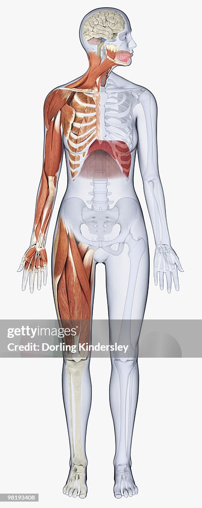 Digital Illustration Of Female Anatomy Showing Muscles Of Neck Arm Chest  Diaphragm And Upper Leg High-Res Vector Graphic - Getty Images